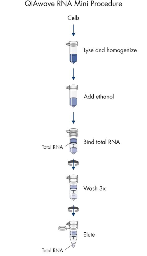 rna extraction protocol qiagen.
